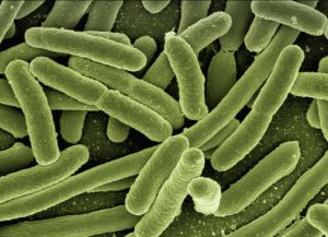 bakterie coli w wodzie